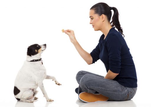 adestramento box 1 adestramento box 1