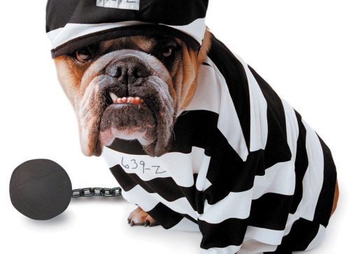 cão preso cão preso